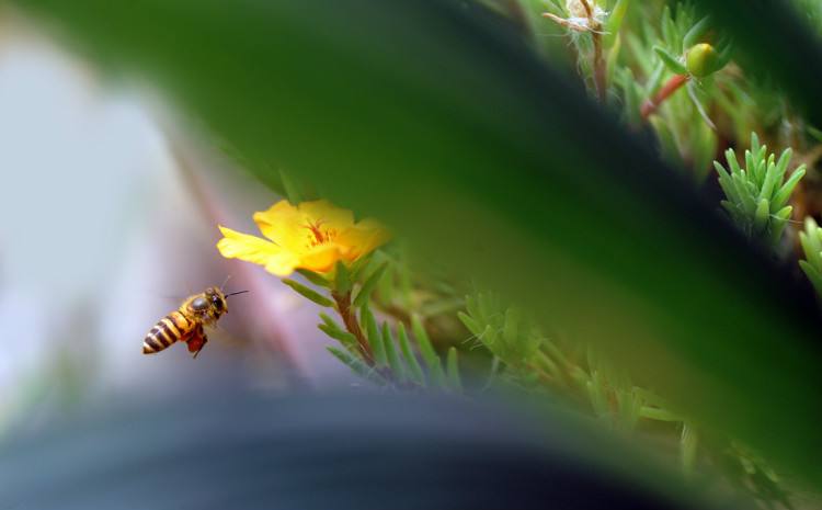 在自家陽臺(tái)如何養(yǎng)好蜜蜂？