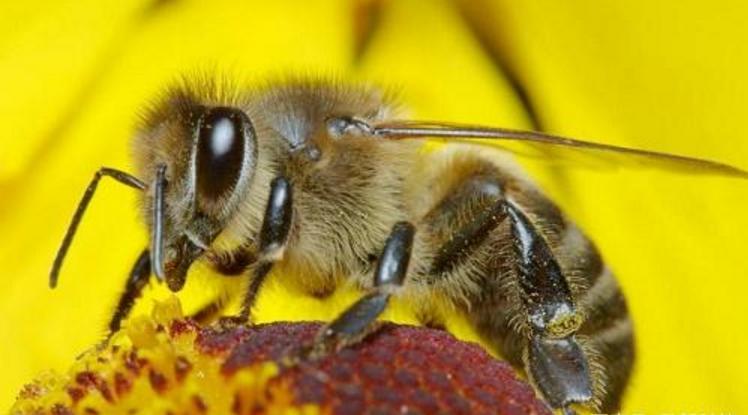 農村十大暴利養殖（養殖什么利潤高）