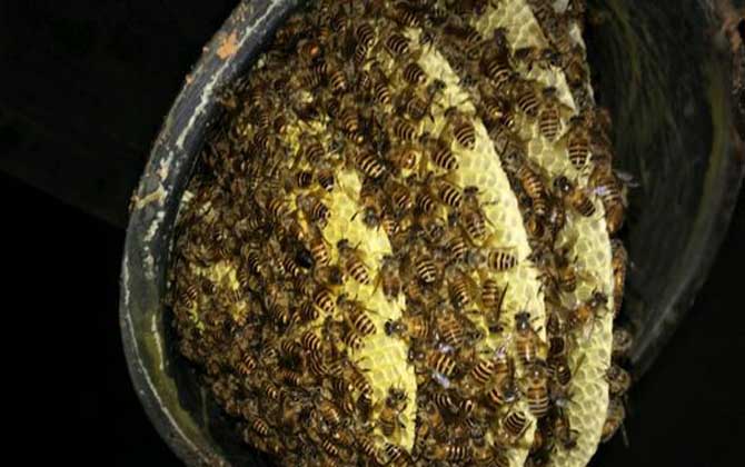 養(yǎng)十箱中蜂一年收入多少錢？(10箱蜂能賺多少錢)