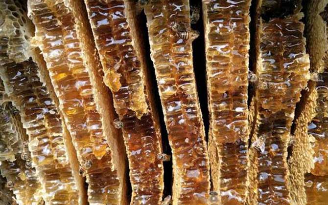 養(yǎng)十箱中蜂一年收入多少錢？(10箱蜂能賺多少錢)