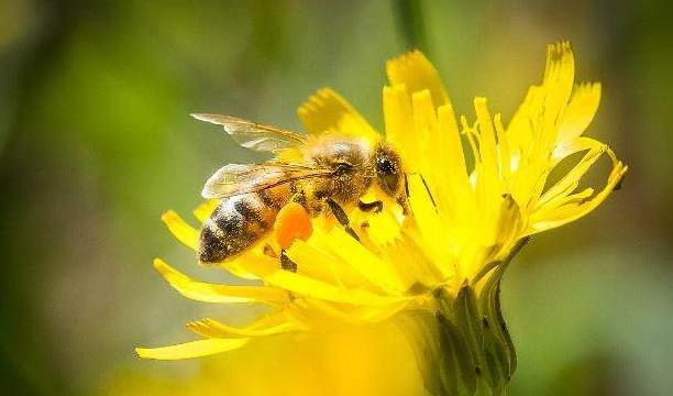 養殖意蜂收益好么（養殖意蜂，一定能產卵多、產量高、收益高嗎）