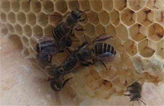 大蜂場是怎樣發展蜂王的（大型蜂場是怎么換王的）