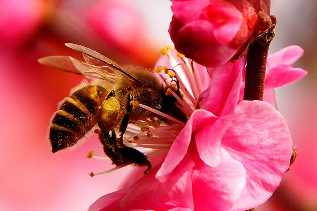 【蜜蜂知識】蜜蜂采蜜是一種什么行為？