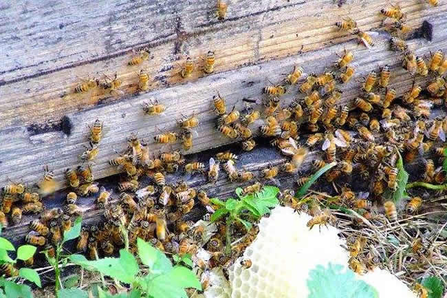 【蜜蜂知識】蜜蜂采蜜是一種什么行為？