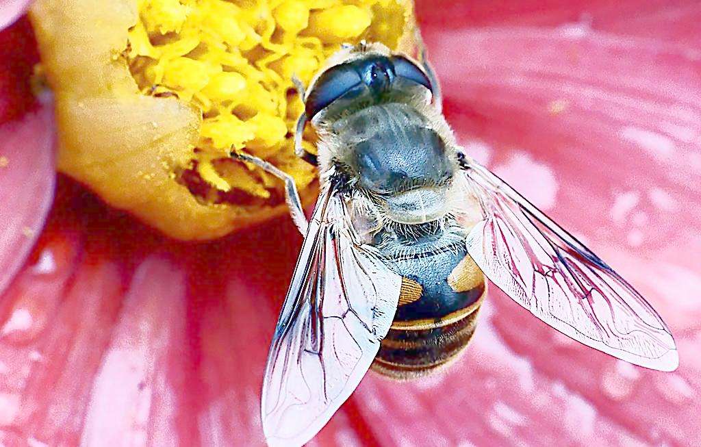 蜜蜂蜂王怎么抓? 蜜蜂蜂王怎么抓?