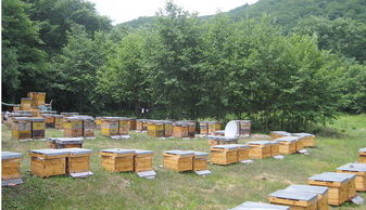 定點養蜂場綠化種什么樹好（這8種樹綠化效果好，又是難得的蜜源植物，花蜜營養價值極高）