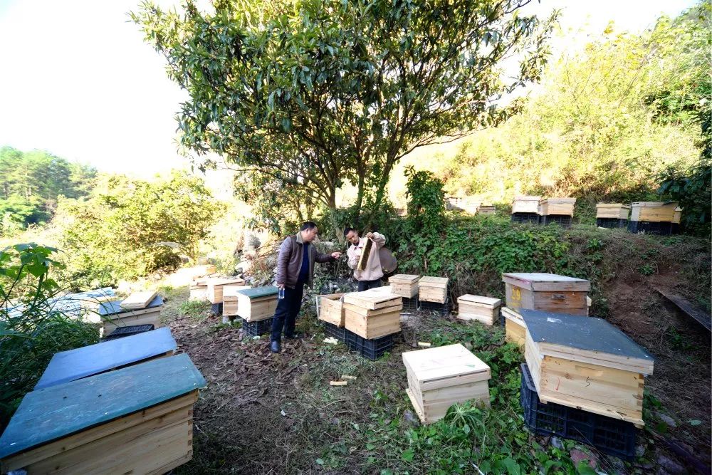 定點養蜂場綠化種什么樹好（這8種樹綠化效果好，又是難得的蜜源植物，花蜜營養價值極高）