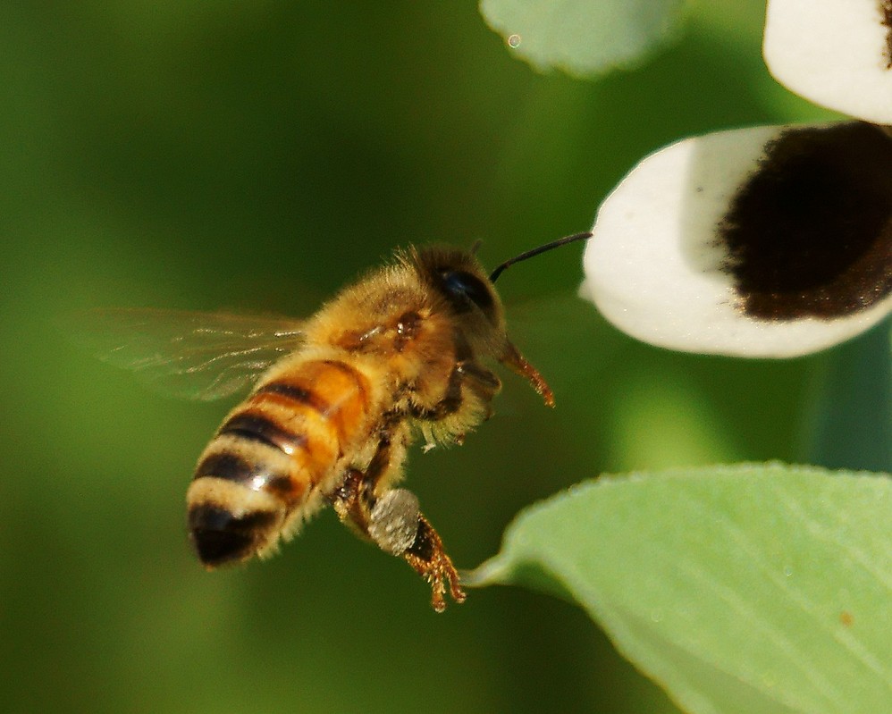 蜜蜂養殖周期是多少天（養殖蜜蜂需要具備條件）