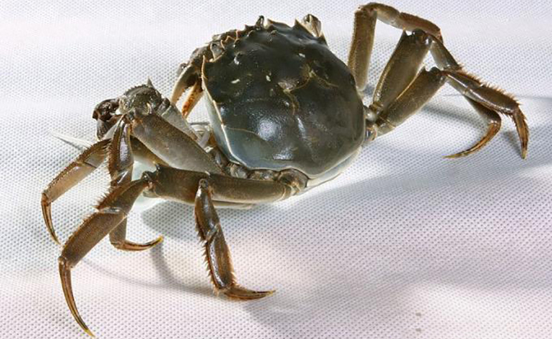 我國初級農產品目錄(初級農產品包括的范圍) 我國初級農產品目錄(初級農產品包括的范圍)