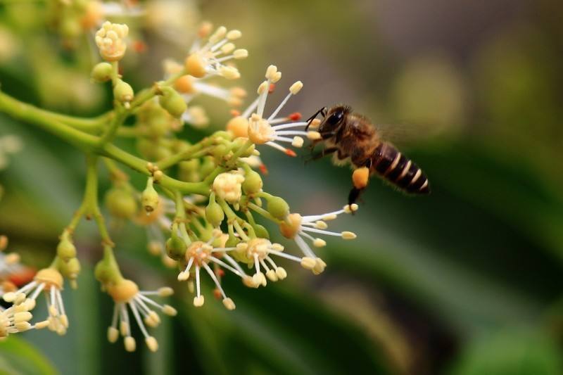 蜂蜜是蜜蜂的排泄物還是嘔吐物(蜂蜜是分泌物還是排泄物) 蜂蜜是蜜蜂的排泄物還是嘔吐物(蜂蜜是分泌物還是排泄物)