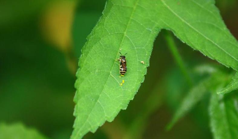 蜂蜜是蜜蜂的排泄物還是嘔吐物(蜂蜜是分泌物還是排泄物) 蜂蜜是蜜蜂的排泄物還是嘔吐物(蜂蜜是分泌物還是排泄物)
