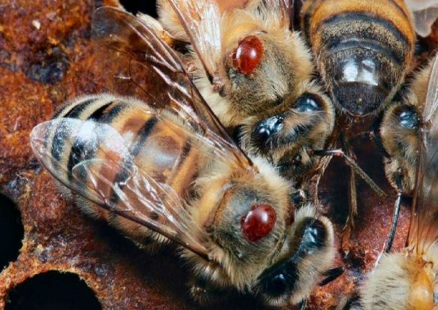 蜂場丟失的意蜂能養(yǎng)活嗎(沒有歸巢的蜜蜂命運(yùn)如何) 蜂場丟失的意蜂能養(yǎng)活嗎(沒有歸巢的蜜蜂命運(yùn)如何)