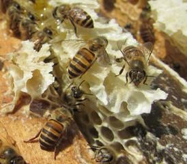 蜂場丟失的意蜂能養(yǎng)活嗎(沒有歸巢的蜜蜂命運(yùn)如何) 蜂場丟失的意蜂能養(yǎng)活嗎(沒有歸巢的蜜蜂命運(yùn)如何)