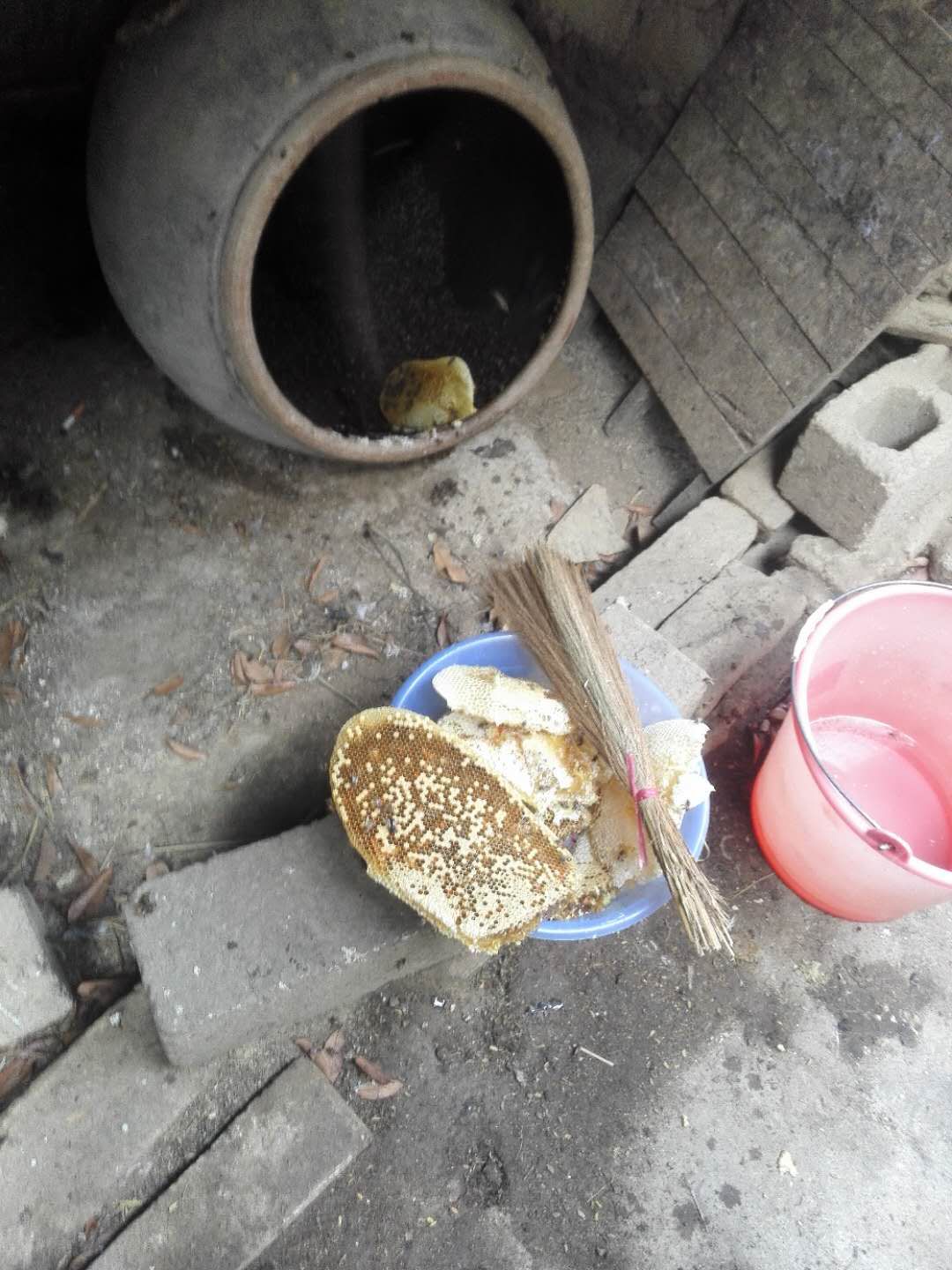 想養(yǎng)蜜蜂到哪里買(mǎi)蜂種（買(mǎi)蜜蜂養(yǎng)哪里才能買(mǎi)到）