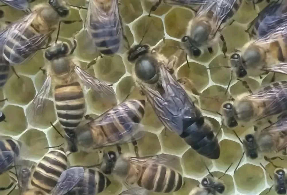 雄蜂比工蜂多是什么意思（一個(gè)蜂群內(nèi)，雄蜂和工蜂各占多大的比例）