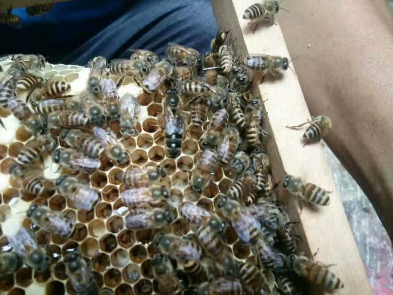 雄蜂比工蜂多是什么意思（一個(gè)蜂群內(nèi)，雄蜂和工蜂各占多大的比例）