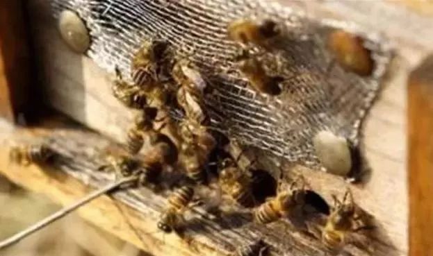 雄蜂比工蜂多是什么意思（一個(gè)蜂群內(nèi)，雄蜂和工蜂各占多大的比例）