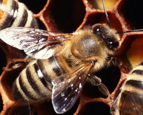 工蜂的頭上有白白的東西是什么（新蜂出房的時候，身體上白色的碎片是什么）