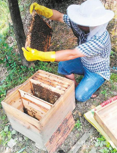 怎么樣養蜂才能快速發展起來(怎樣養蜜蜂才能快速發展起來,發展慢是什么原因) 怎么樣養蜂才能快速發展起來(怎樣養蜜蜂才能快速發展起來,發展慢是什么原因)