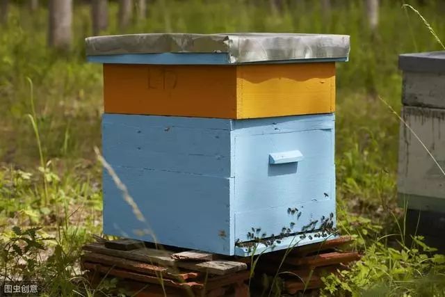 怎么樣養蜂才能快速發展起來(怎樣養蜜蜂才能快速發展起來,發展慢是什么原因) 怎么樣養蜂才能快速發展起來(怎樣養蜜蜂才能快速發展起來,發展慢是什么原因)