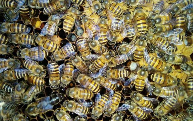 冬天蜜蜂怎么喂養糖水(可以給蜜蜂喂糖水么) 冬天蜜蜂怎么喂養糖水(可以給蜜蜂喂糖水么)