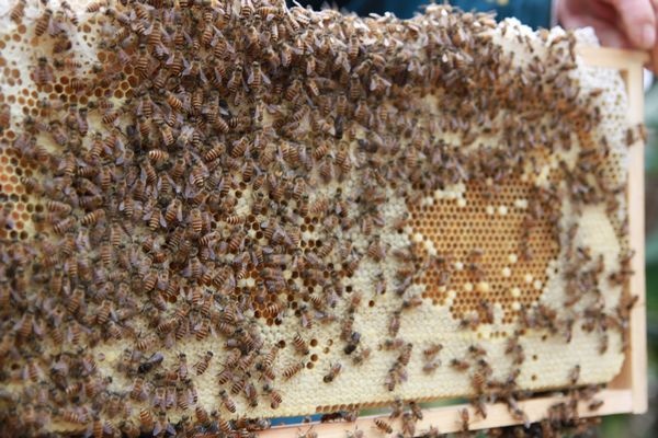 連蜂帶脾補(bǔ)弱群怎么操作(哪些情況下蜂群需帶蜂補(bǔ)子脾) 連蜂帶脾補(bǔ)弱群怎么操作(哪些情況下蜂群需帶蜂補(bǔ)子脾)