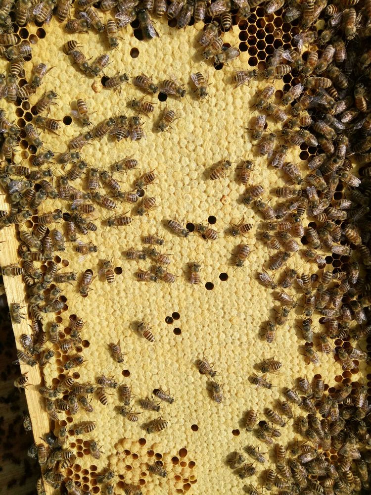 連蜂帶脾補(bǔ)弱群怎么操作(哪些情況下蜂群需帶蜂補(bǔ)子脾) 連蜂帶脾補(bǔ)弱群怎么操作(哪些情況下蜂群需帶蜂補(bǔ)子脾)