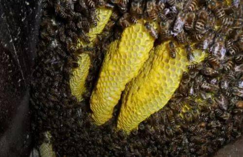 連蜂帶脾補(bǔ)弱群怎么操作(哪些情況下蜂群需帶蜂補(bǔ)子脾) 連蜂帶脾補(bǔ)弱群怎么操作(哪些情況下蜂群需帶蜂補(bǔ)子脾)