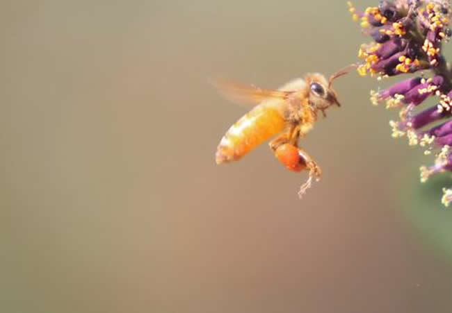 中華蜜蜂打架怎么控制呢？