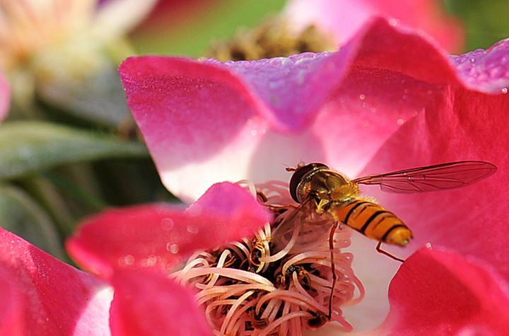 中華蜜蜂打架怎么控制呢？