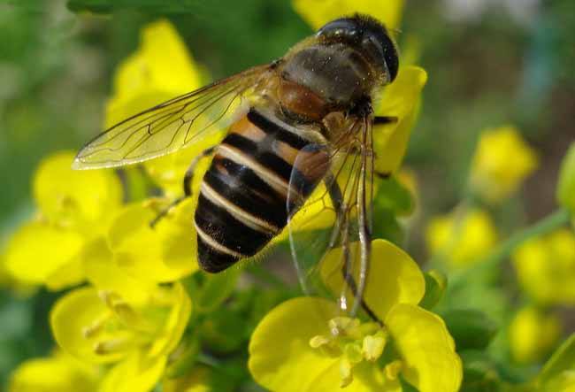中華蜜蜂打架怎么控制呢？