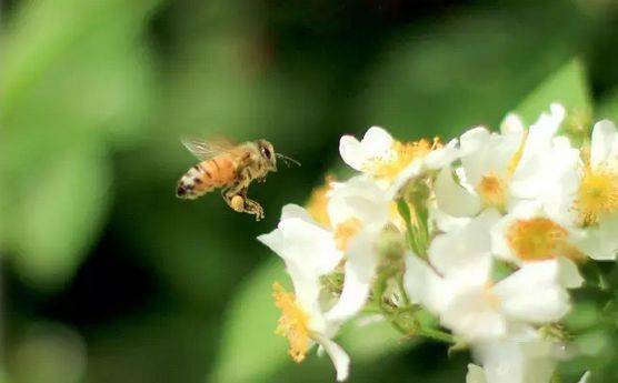 蜂群室內越冬管理技術(養蜂過冬技術) 蜂群室內越冬管理技術(養蜂過冬技術)