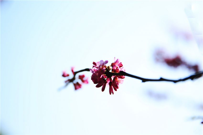 木蜂會產蜜嗎（木蜂有蜜嗎）