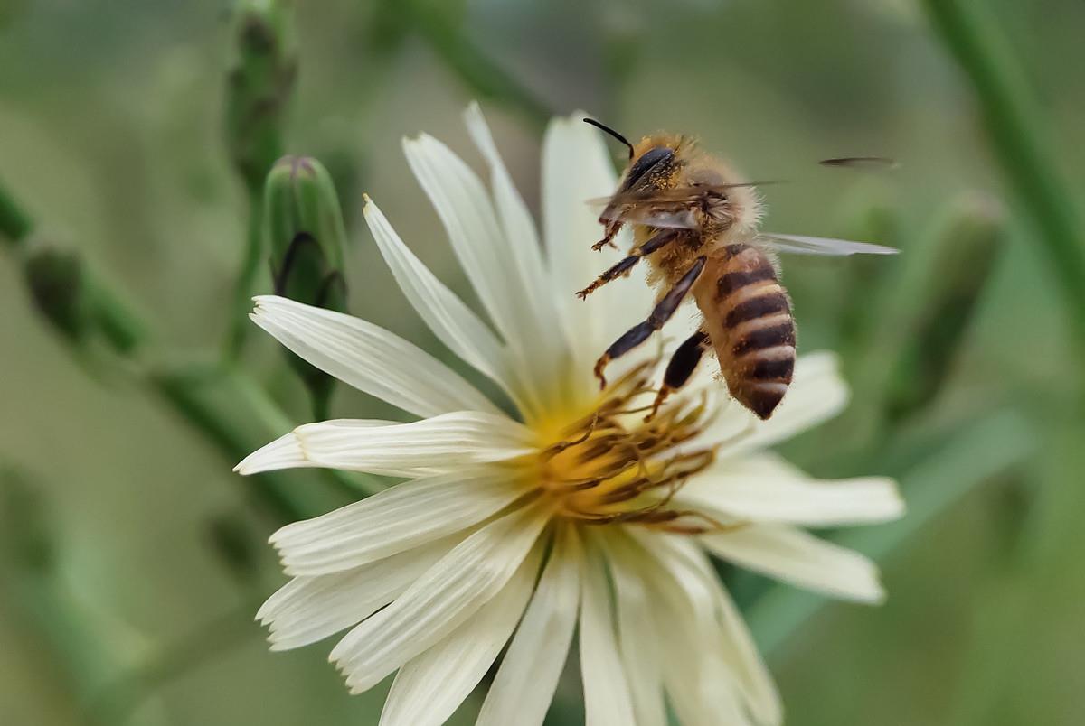 中蜂強(qiáng)群不分蜂經(jīng)驗(yàn)（中蜂強(qiáng)群養(yǎng)殖技術(shù)）