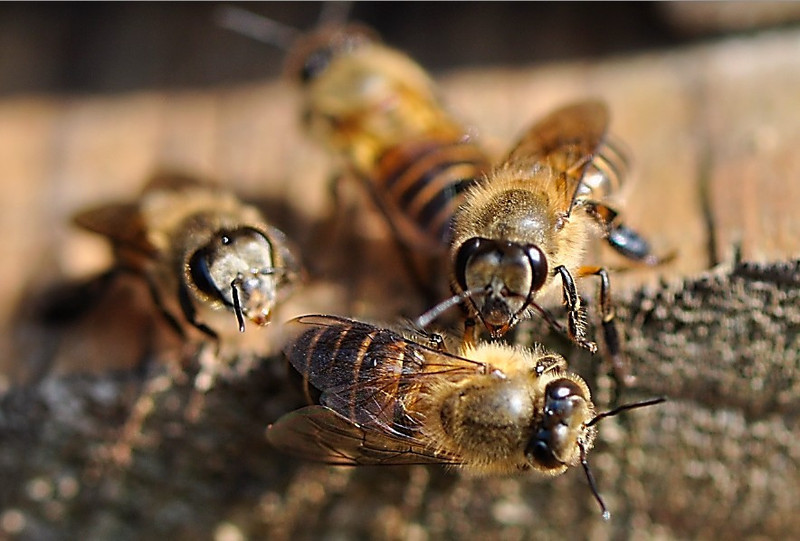 中蜂強(qiáng)群不分蜂經(jīng)驗(yàn)（中蜂強(qiáng)群養(yǎng)殖技術(shù)）