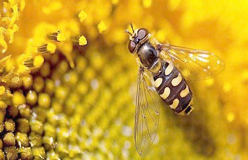 【蜜蜂養(yǎng)殖】蜜蜂養(yǎng)殖成本高嗎? 蜜蜂養(yǎng)殖成本高嗎?