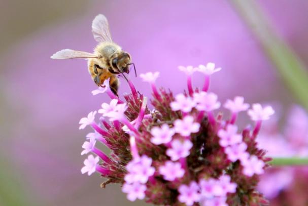蜜蜂拉的屎是蜂蜜嗎(蜂蜜是蜜蜂的唾液還是排泄物) 蜜蜂拉的屎是蜂蜜嗎(蜂蜜是蜜蜂的唾液還是排泄物)