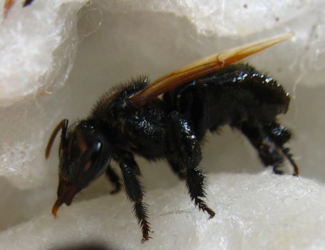 黑色的蜜蜂有毒嗎？