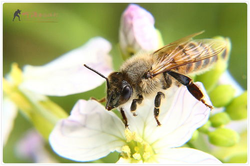 國蜂213與松丹一號比較(怎樣選擇蜜蜂品種) 國蜂213與松丹一號比較(怎樣選擇蜜蜂品種)