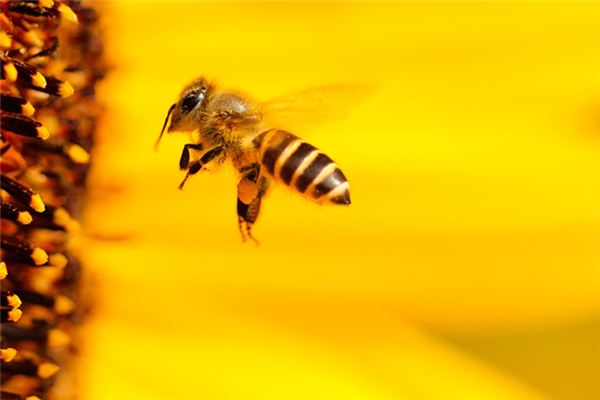 國蜂213與松丹一號比較(怎樣選擇蜜蜂品種) 國蜂213與松丹一號比較(怎樣選擇蜜蜂品種)