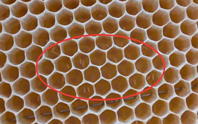 工蜂產卵后能活多久