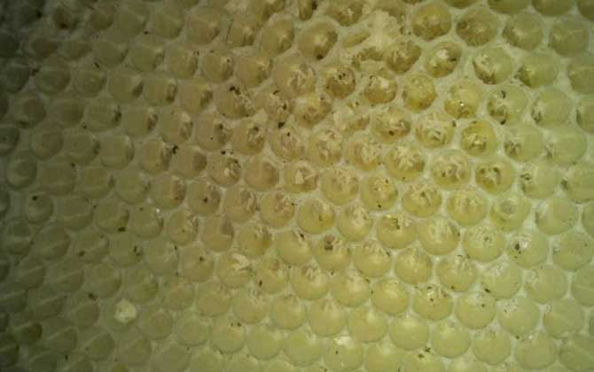 工蜂產卵后能活多久