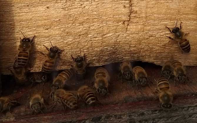 新手蜜蜂秋繁怎樣養蜂(蜜蜂秋繁技術及注意事項) 新手蜜蜂秋繁怎樣養蜂(蜜蜂秋繁技術及注意事項)·