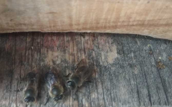 新手蜜蜂秋繁怎樣養蜂(蜜蜂秋繁技術及注意事項) 新手蜜蜂秋繁怎樣養蜂(蜜蜂秋繁技術及注意事項)·