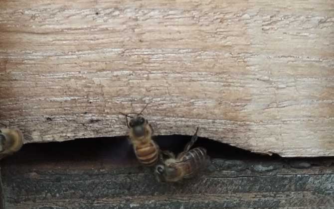 新手蜜蜂秋繁怎樣養蜂(蜜蜂秋繁技術及注意事項) 新手蜜蜂秋繁怎樣養蜂(蜜蜂秋繁技術及注意事項)·