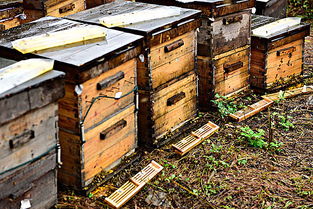 新手養蜂怎樣繁殖蜜蜂(蜜蜂快速繁殖三招我再送你三招) 新手養蜂怎樣繁殖蜜蜂(蜜蜂快速繁殖三招我再送你三招)·
