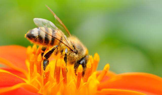 人工分蜂后如何讓蜂群快速繁殖? 人工分蜂后如何讓蜂群快速繁殖?