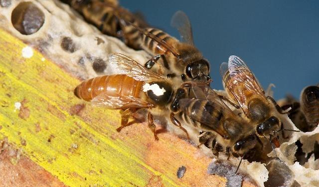 雙王同巢同群有可能嗎(蜜蜂雙王群養(yǎng)殖技術(shù) 雙王同巢同群有可能嗎(蜜蜂雙王群養(yǎng)殖技術(shù)