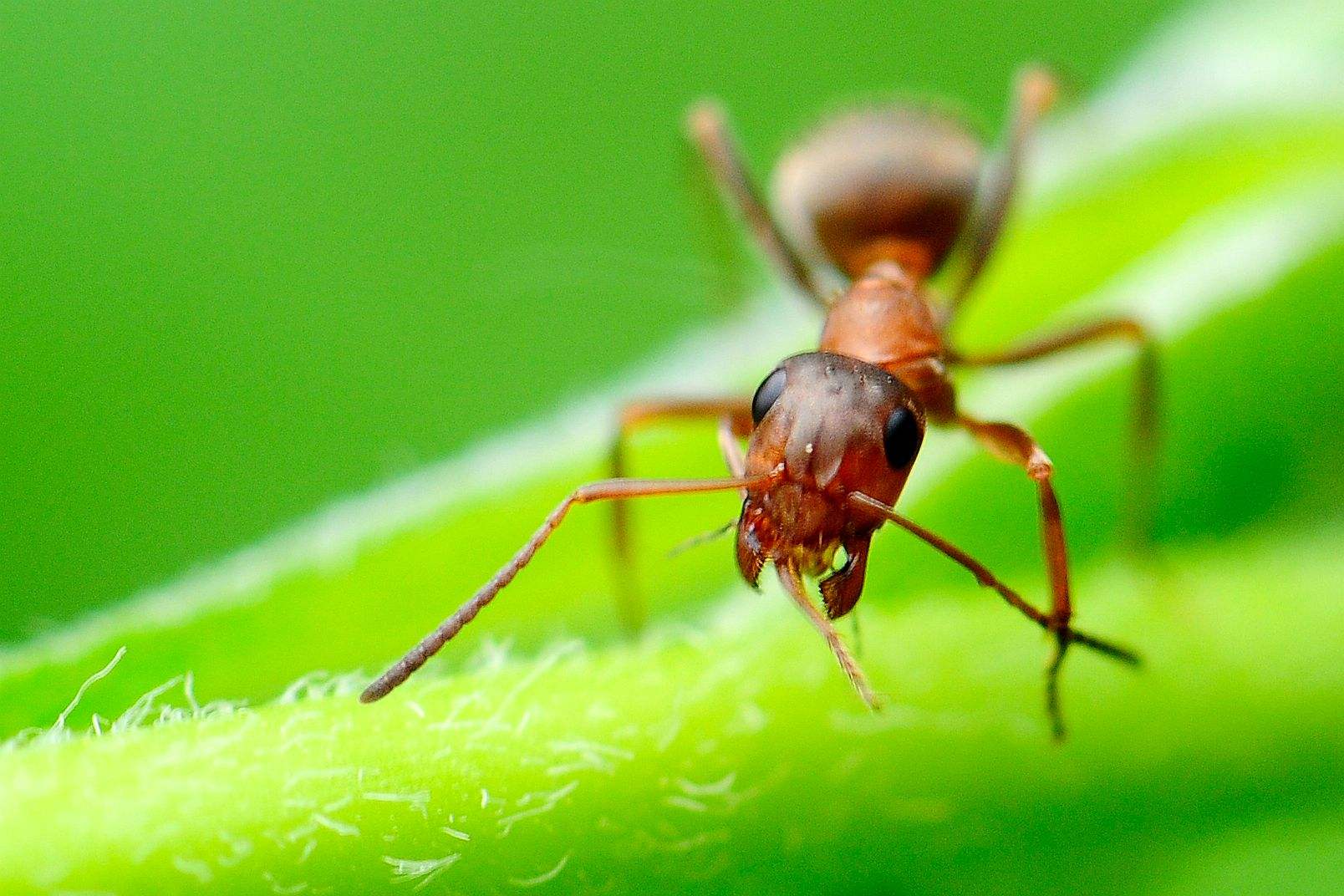 養蜂怎樣防治螞蟻? 養蜂怎樣防治螞蟻?
