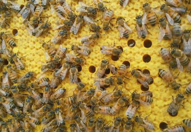 40℃下的東北黑蜂能成活嗎？